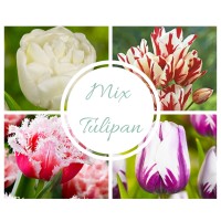 Mix Tulipanov